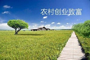 鍦ㄥ啘鏉戝垱涓氬ソ椤圭洰鏈夊摢浜涳紵鑷村瘜鐨勫啘鏉戦」鐩垎浜?jpg